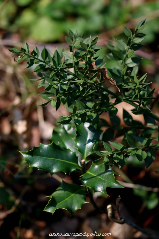 Ruscus aculeatus, Fragon, Ligugé (86)