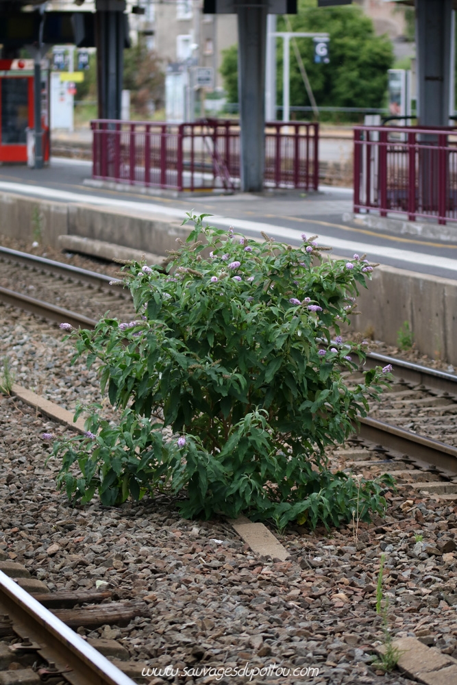 Buddleja davidii, Buddleja du père David, gare de Poitiers