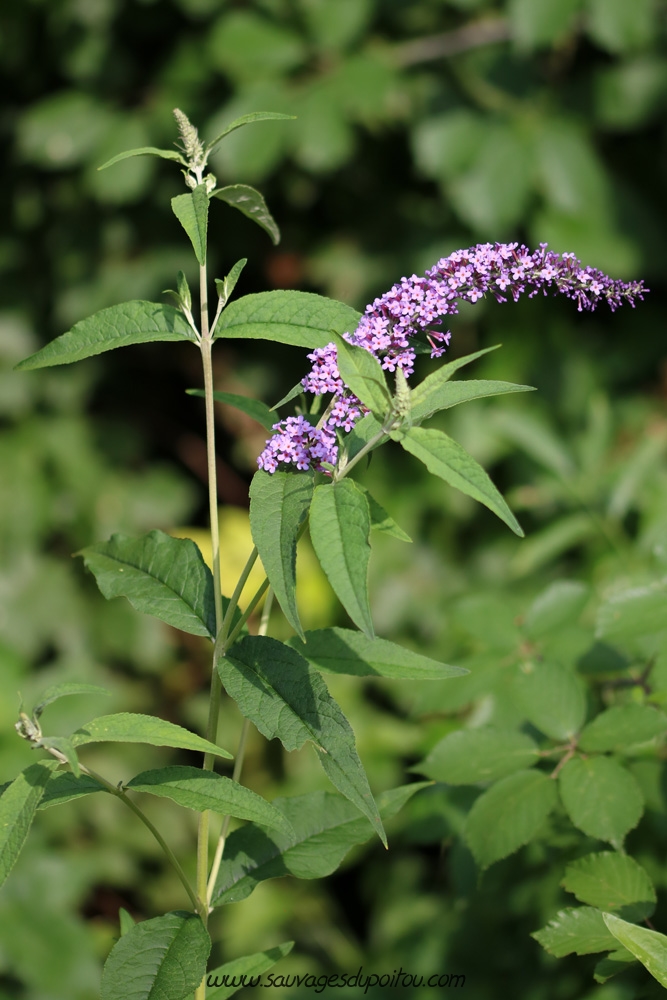 Buddleja davidii, Buddleja du père David, Poitiers gare