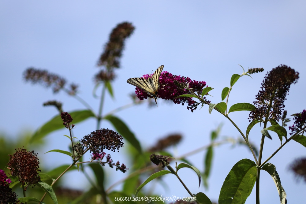 Buddleja davidii, Buddleja du père David, Romagne (86)