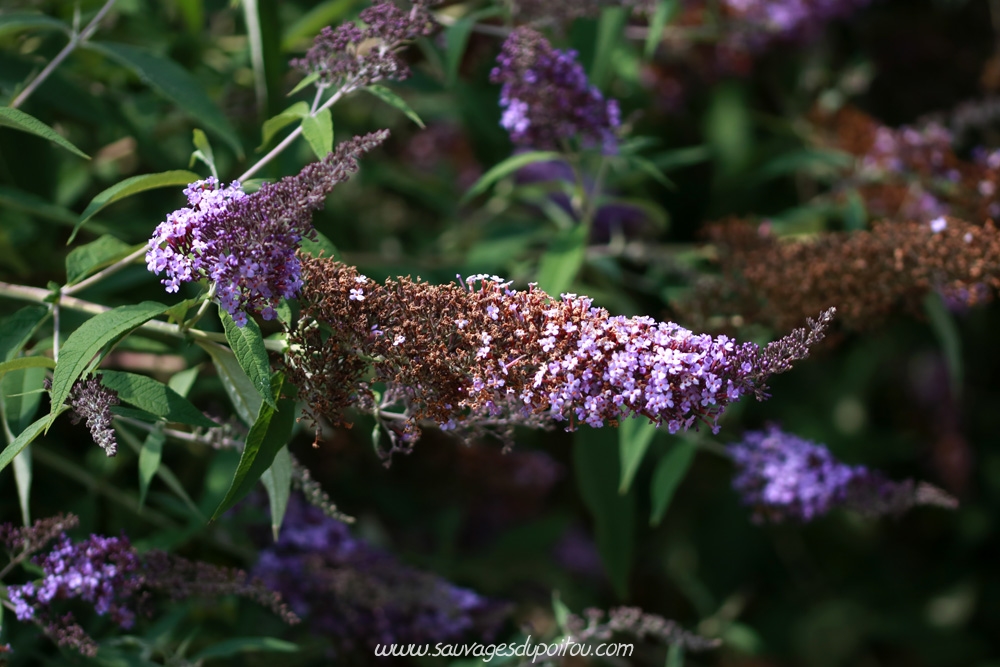 Vanessa atalanta sur Buddleja davidi, Poitiers bords de Boivre