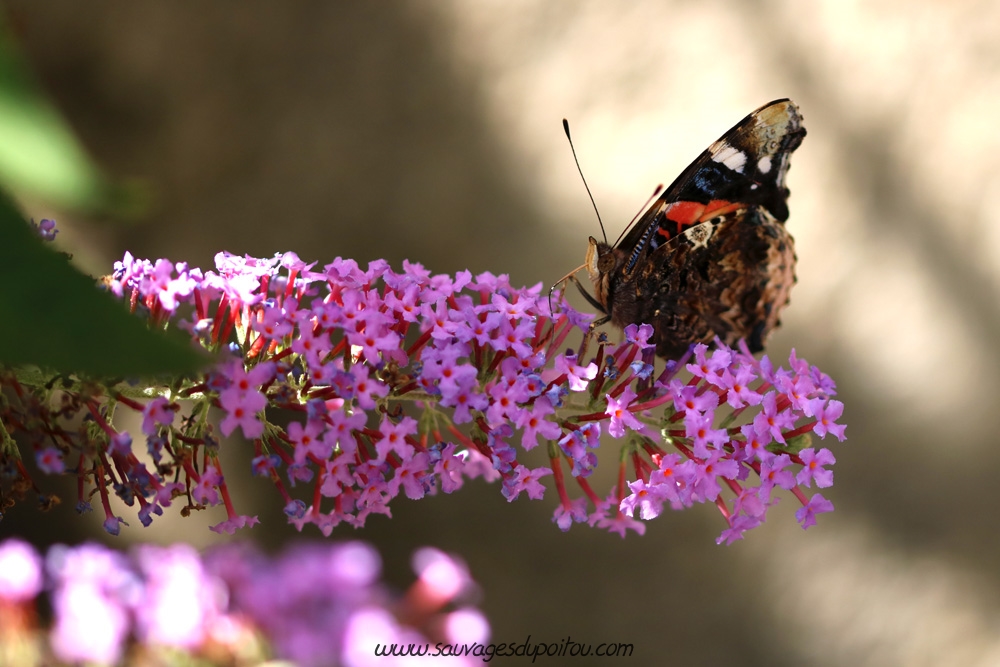 Vanessa atalanta sur Buddleja davidi, Poitiers bords de Boivre