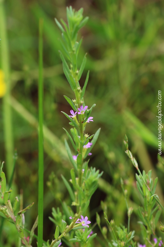 Lythrum hyssopifolia, Salicaire à feuilles d'hyssope, Vouneuil-sur-Vienne (86)