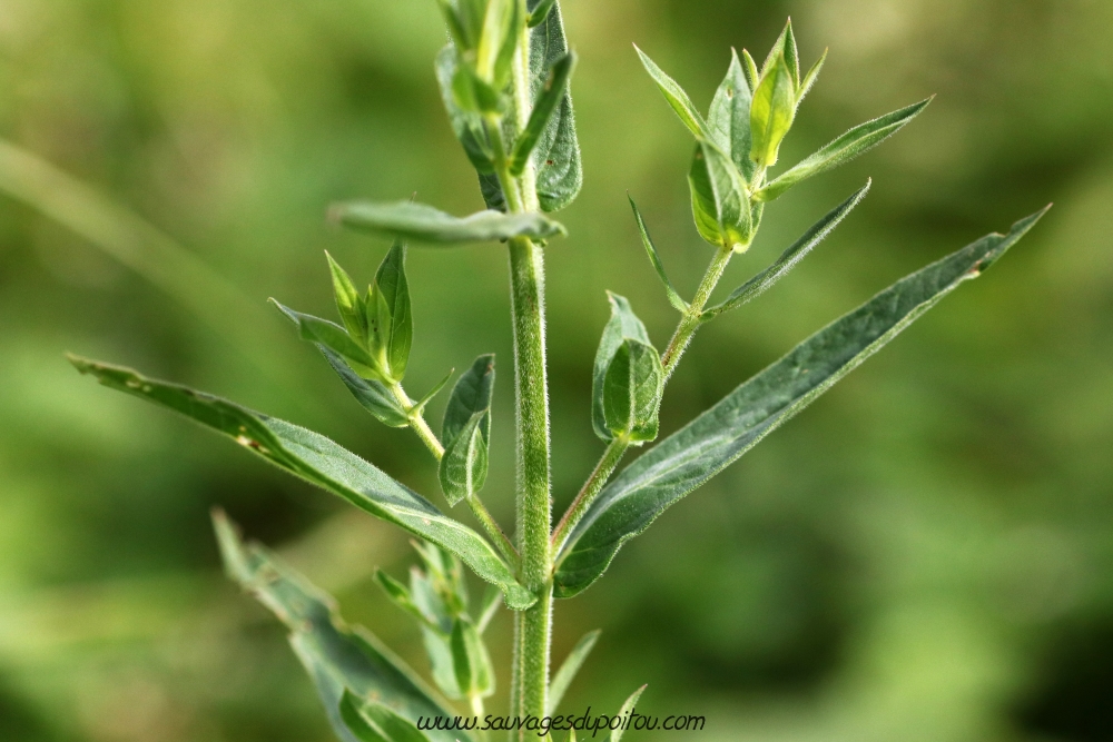 Lythrum salicaria, Salicaire commune, Poitiers bords de Clain