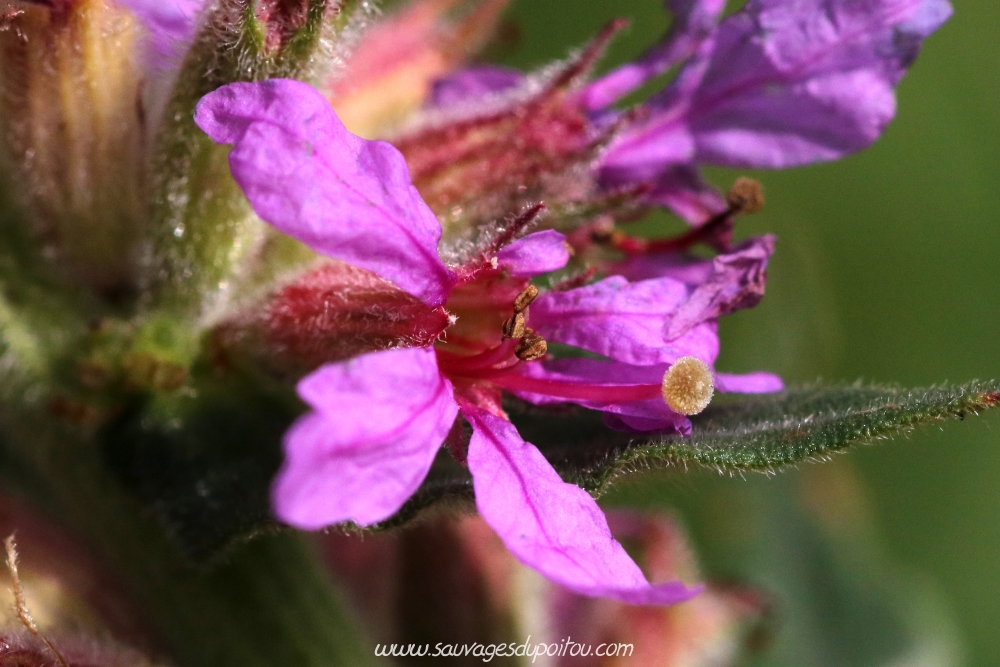 Lythrum salicaria et Polyommatus coridon, Poitiers bords de Boivre