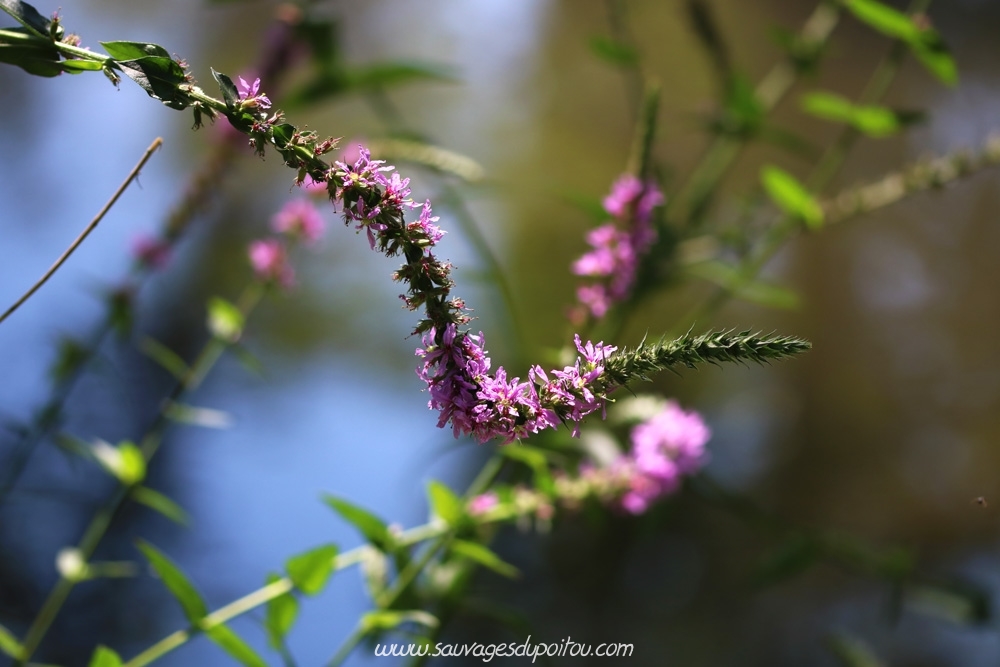 Lythrum salicaria, Salicaire commune, Poitiers bords de Boivre