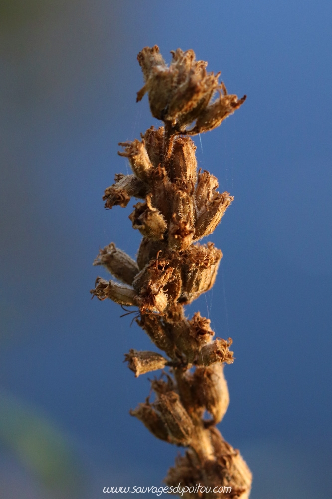 Lythrum salicaria, Salicaire commune, Poitiers bords de Clain