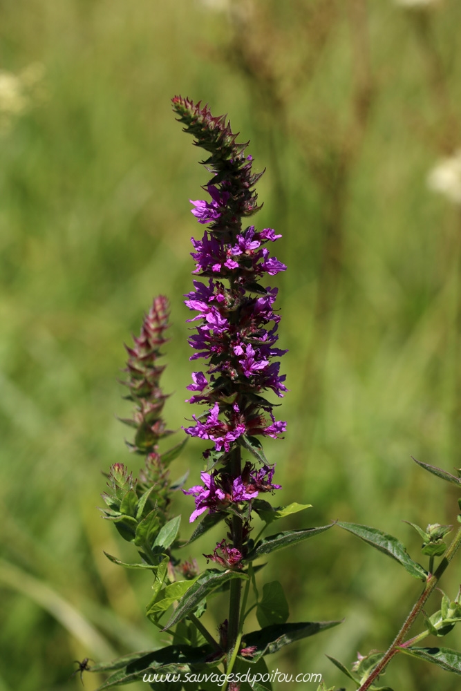 Lythrum salicaria, Salicaire commune, Poitiers bords de Boivre