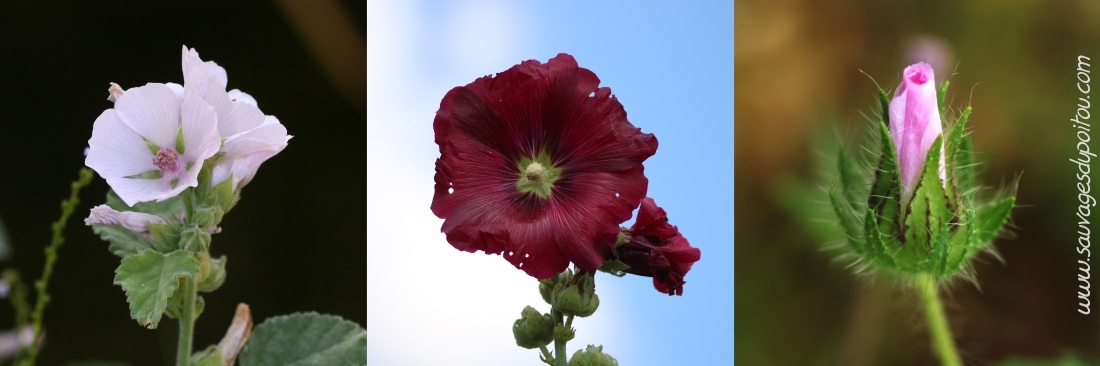 Althaea officinalis, Alcea rosea et Malva setigera