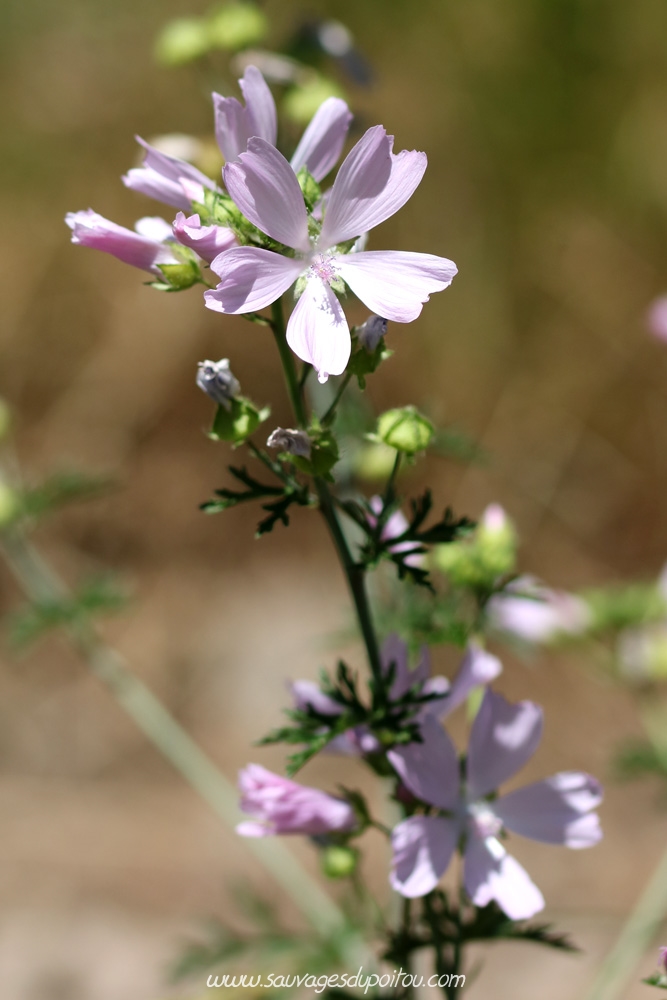 Malva moschata, Mauve musquée, Salilhès (15)