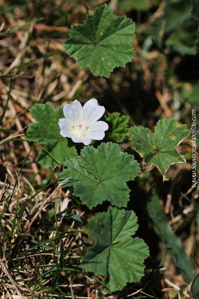 Malva neglecta, Petite Mauve, Rochechouart (87)