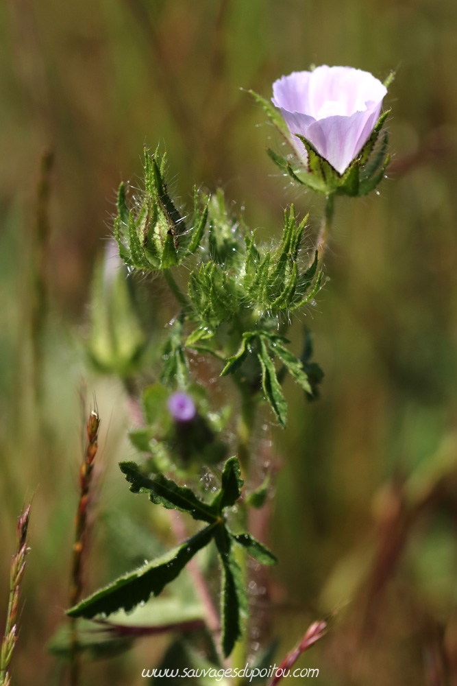 Malva setigera, Mauve hérissée, Biard (86)