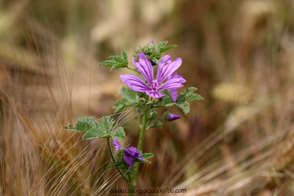 Malva sylvestris, Grande Mauve, Biard (86)