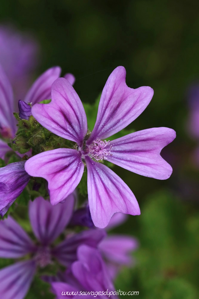 Malva syvletris, Grande Mauve, Poitiers bords de Boivre