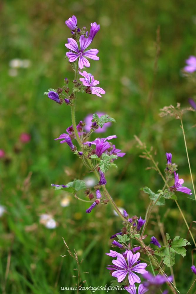 Malva syvletris, Grande Mauve, Poitiers bords de Boivre