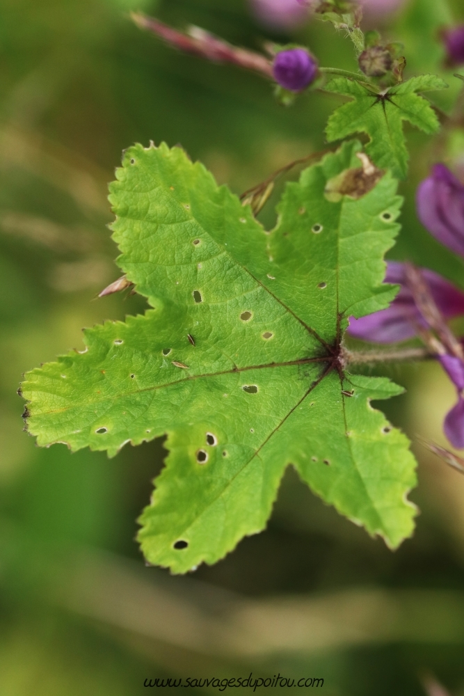 Malva sylvestris, Grande Mauve, Poitiers Le Porteau