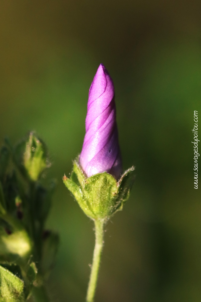Malva sylvestris, Grande Mauve, Poitiers quartier gare