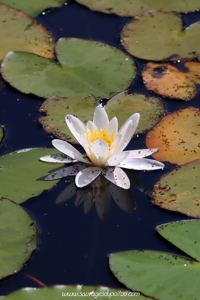 Nymphaea alba, Nénuphar blanc, Réserve naturelle nationale du Pinail (86)