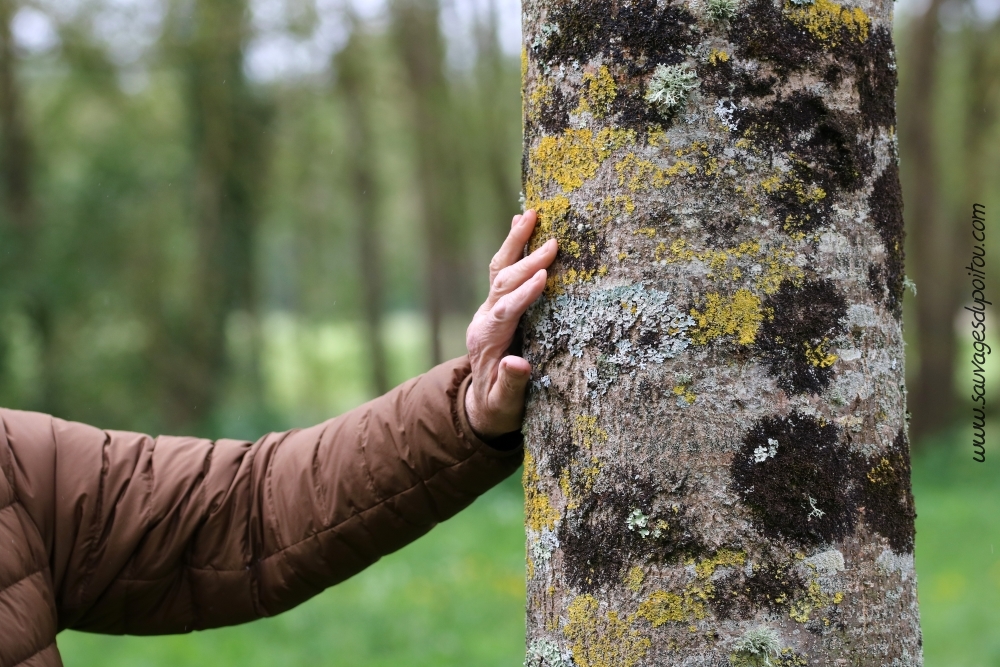 Frêne élevé, hépatiques et lichens, Saint Benoît (86)