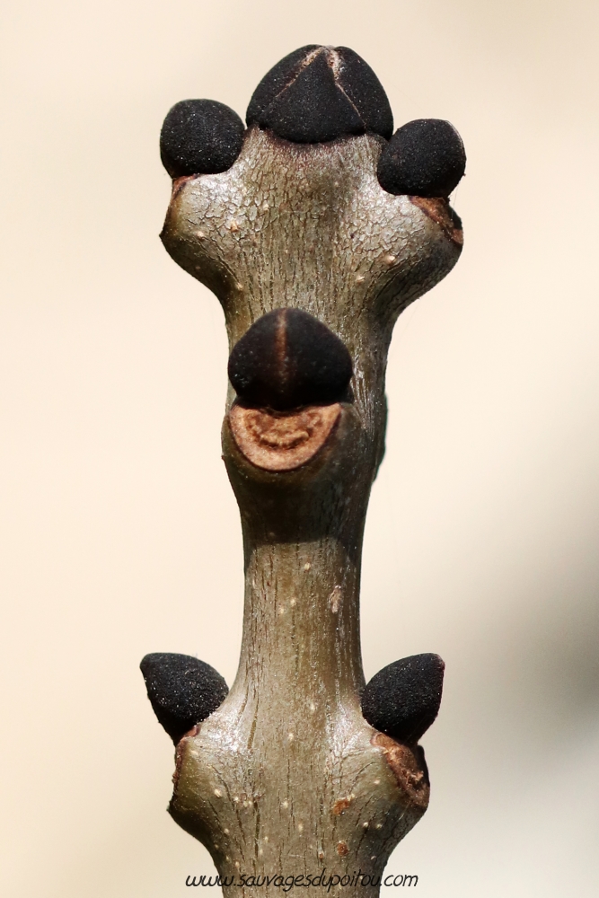 Fraxinus excelsior, Frêne élevé, Poitiers bords de Boivre