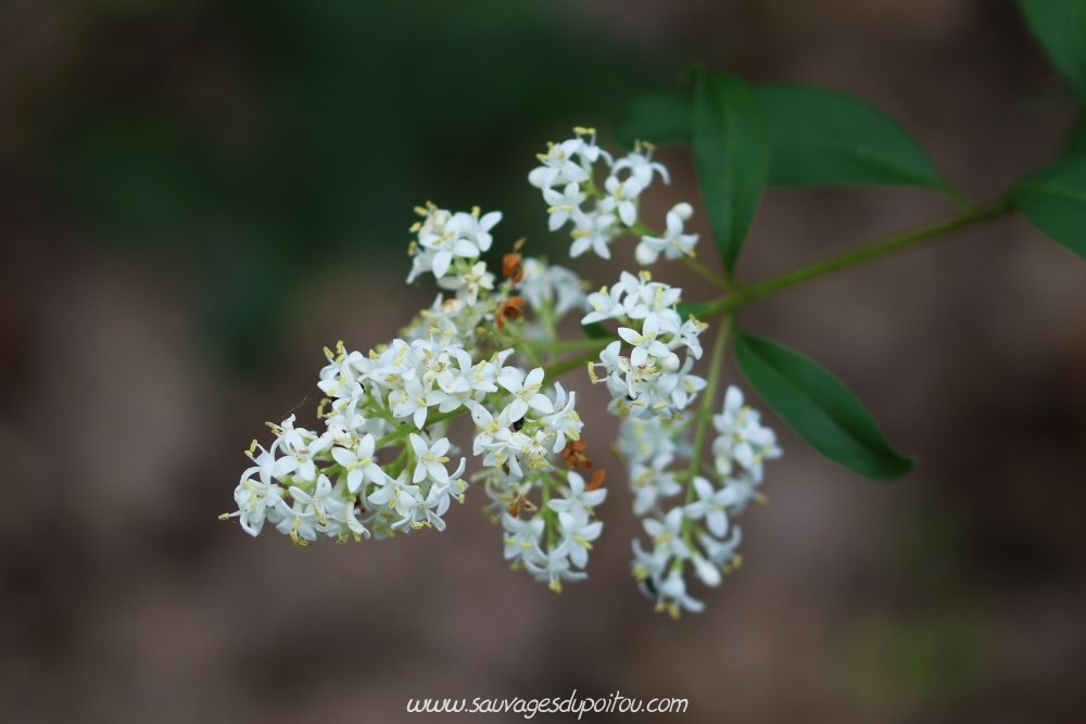 Ligustrum vulgare, Troène commun, Poitiers Chilvert