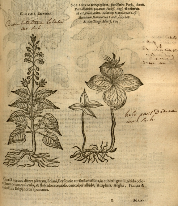 Circaea lutetiana dans Plantarum seu stirpium historia de Mathias de l'Obel (1576) 