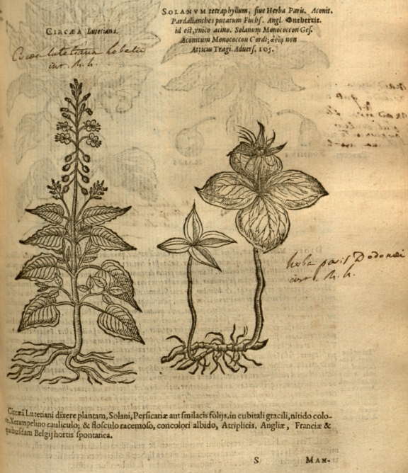Circaea lutetiana dans Plantarum seu stirpium historia de Mathias de l'Obel (1576)