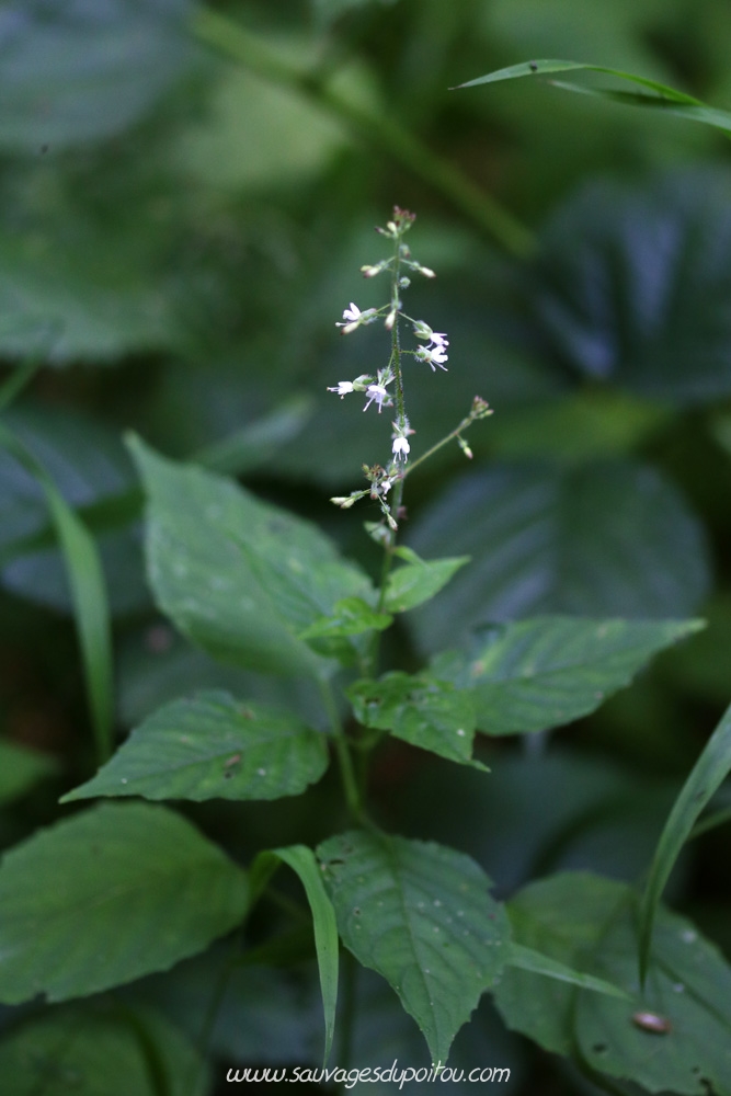 Circaea lutetiana, Circée de Paris, Marçay (86)