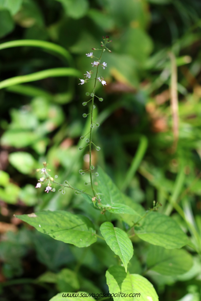 Circaea lutetiana, Circée de Paris, Biard bords de Boivre (86)