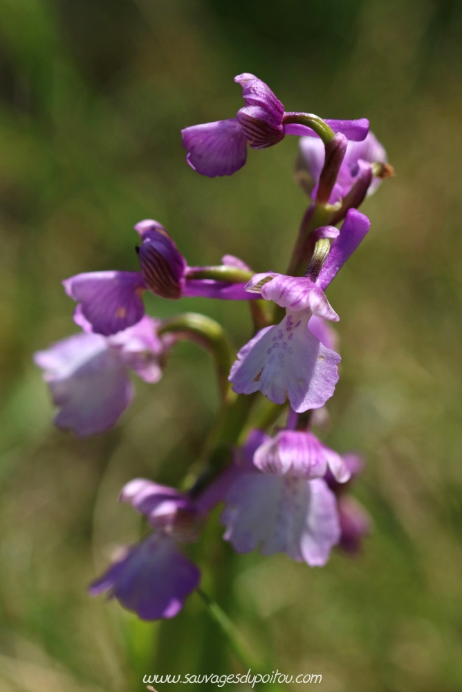 Anacamptis morio, Orchis bouffon, Biard Petit Mazay (86)