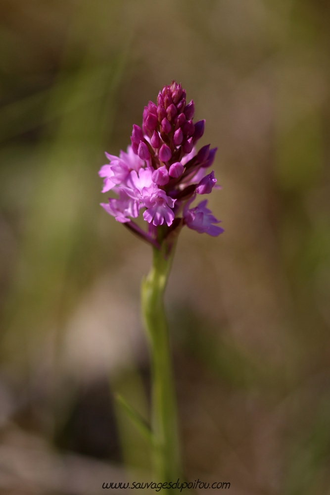 Anacamptis pyramidalis, Orchys pyramidal, Buxerolles (86)