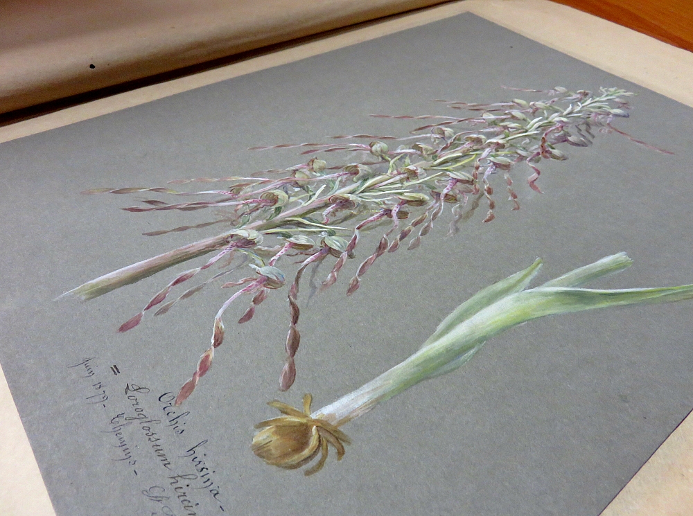 Himantoglossum hircinum par Marie Corneille (1879 à Saint-Florent)