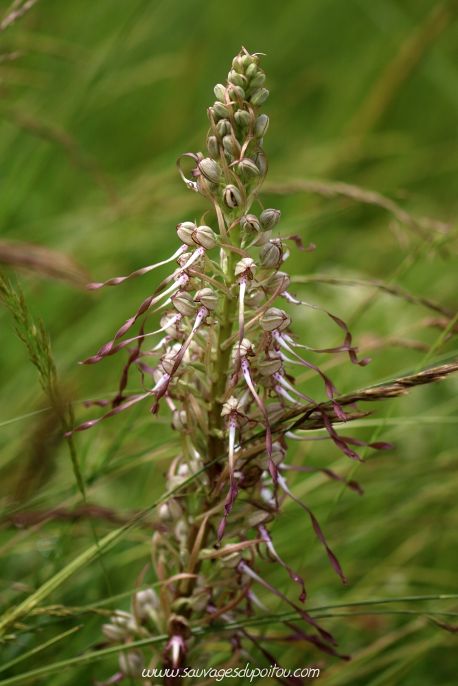 Himantoglossum hircinum, Orchis bouc, Biard (86)