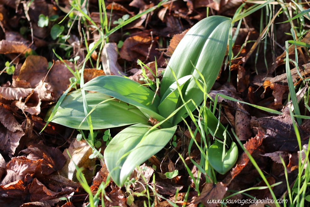 Himantoglossum hircinum, Orchis bouc, Poitiers sous blossac