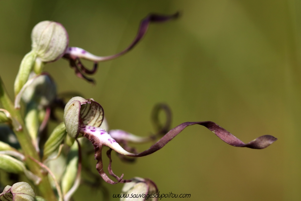 Himantoglossum hircinum, Orchis bouc, Chezeau (86)