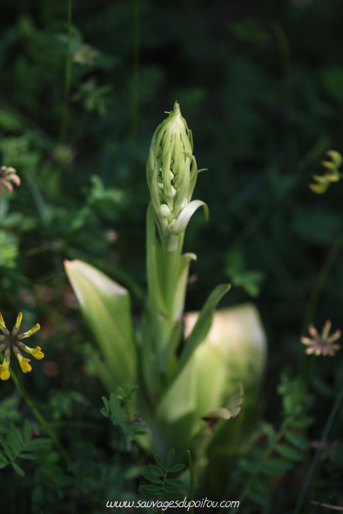 Himantoglossum hircinum, Orchis bouc, Poitiers bords de Boivre