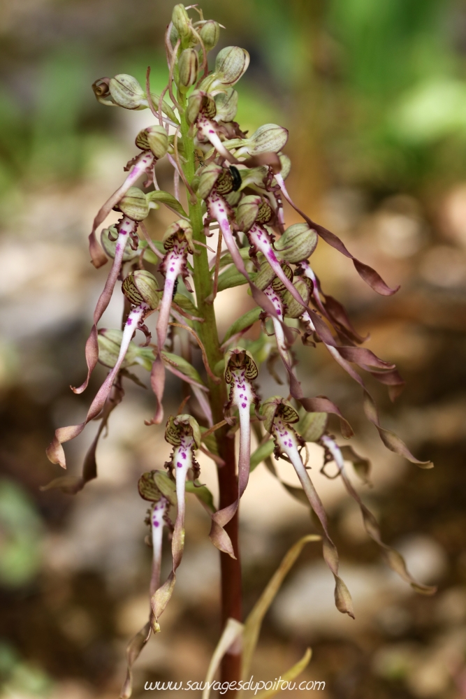 Himantoglossum hircinum, Orchis bouc, Buxerolles (86)