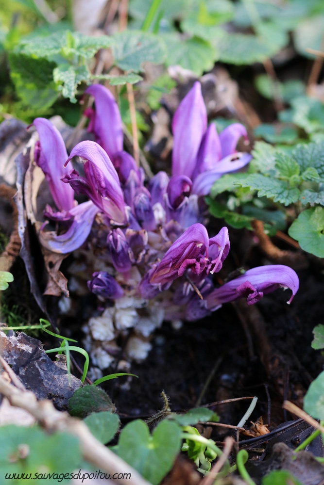 Lathraea clandestine, Lathrée clandestine, Persac (86)