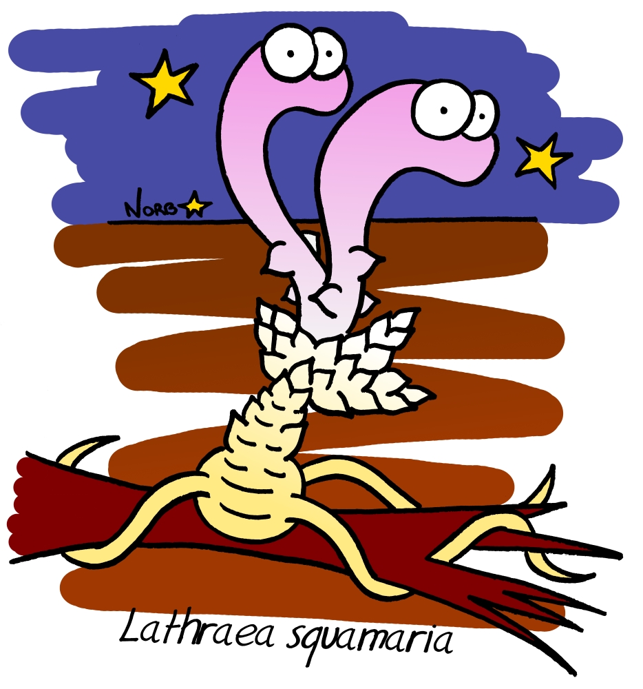 Lathraea squamaria par Sauvages du Poitou!