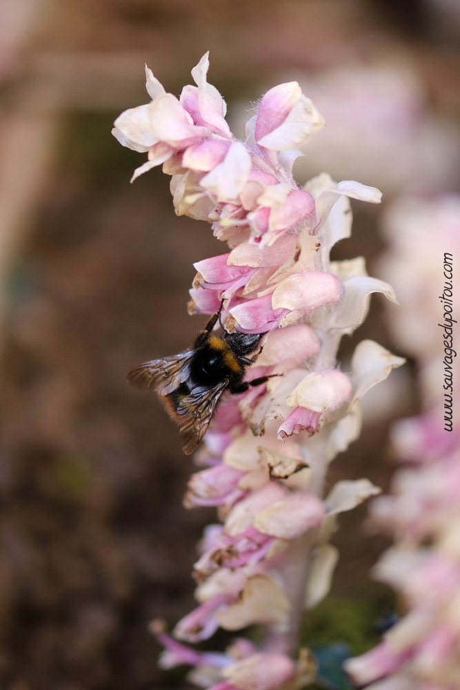 Lathraea squamaria, Lathrée écailleuse, Biard (86) bords de Boivre