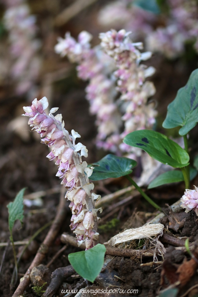 Lathraea squamaria, Lathrée écailleuse, Biard (86) bords de Boivre