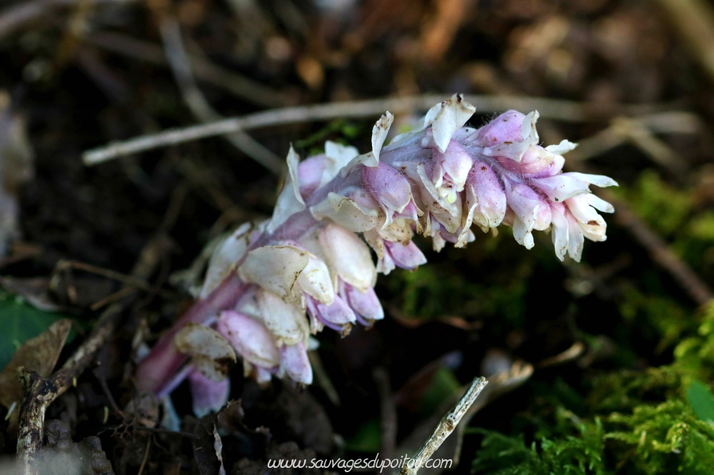 Lathraea squamaria, Lathrée écailleuse, Biard (86) bords de Boivre