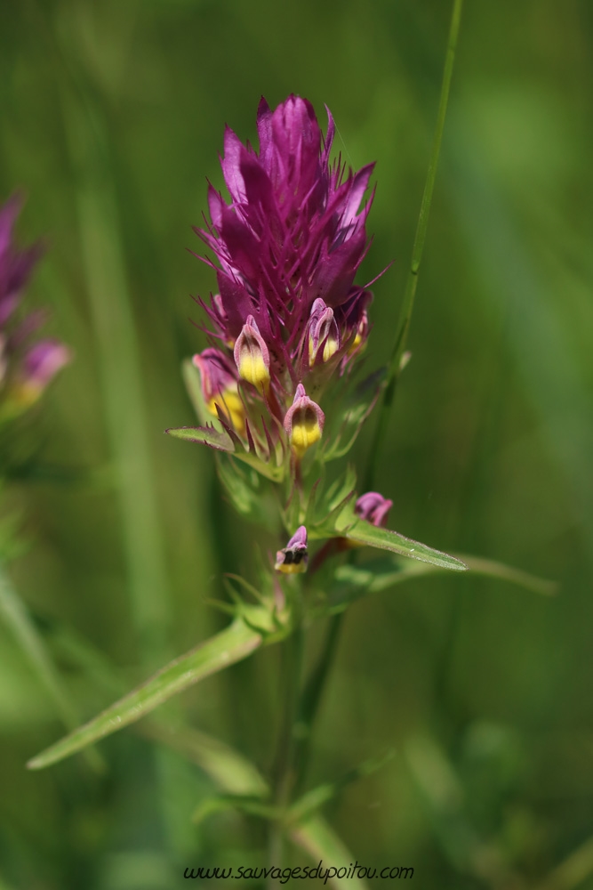 Melampyrum arvense, Mélampyre des champs, Buxerolles (86)