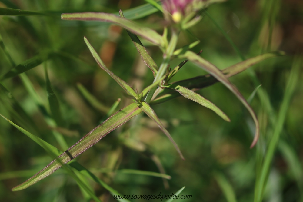 Melampyrum arvense, Mélampyre des champs, Buxerolles (86)