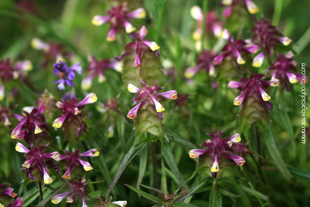 Melapyrum cristatum, Mélampyre à crête, Saint Benoît (86)