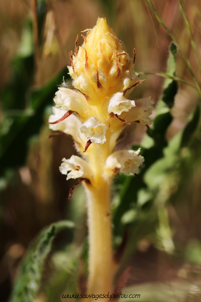 Orobanche picridis, Orobanche de la Picride, Chezeau (86)