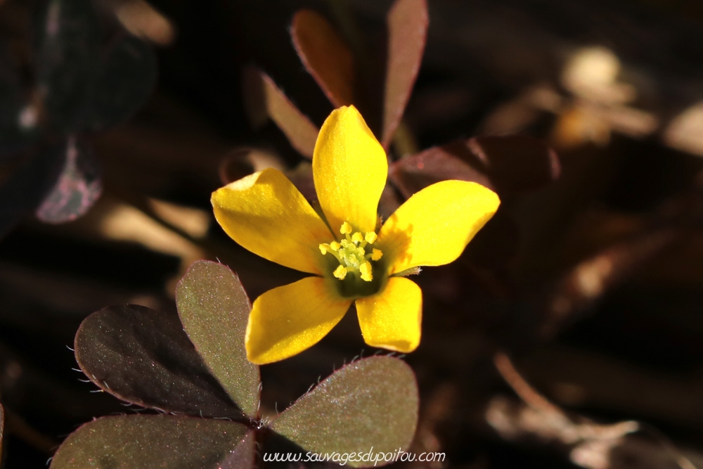 Oxalis corniculata, Oxalis corniculé, Poitiers Chilvert