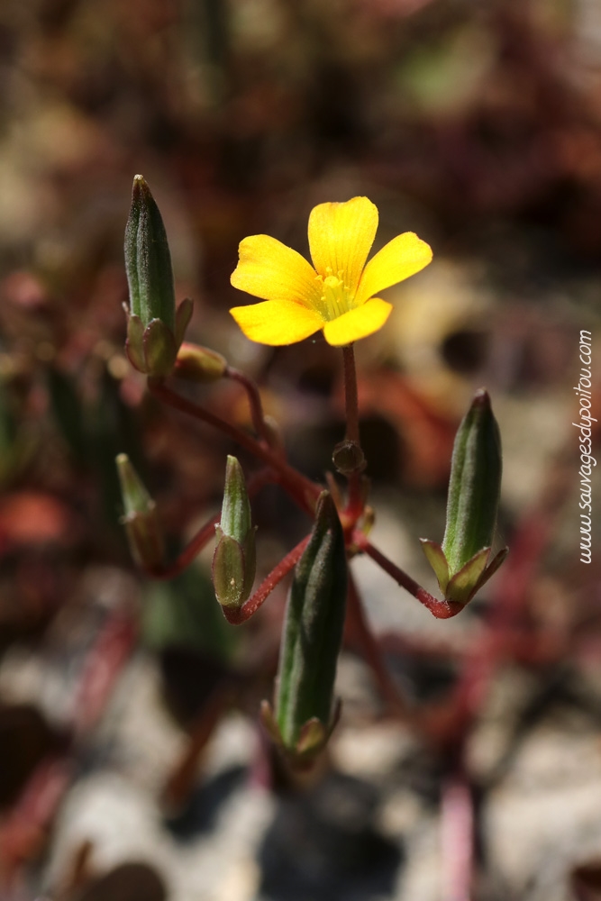 Oxalis corniculata, Oxalis corniculé, Poitiers Chilvert