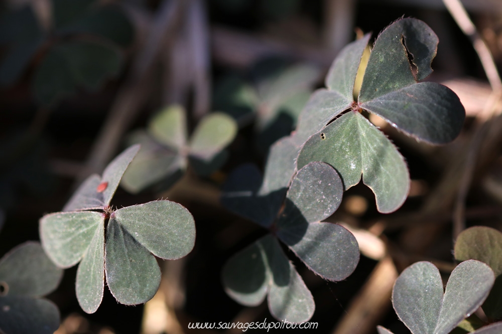 Oxalis corniculata, Oxalis corniculé, Poitiers Chilvert