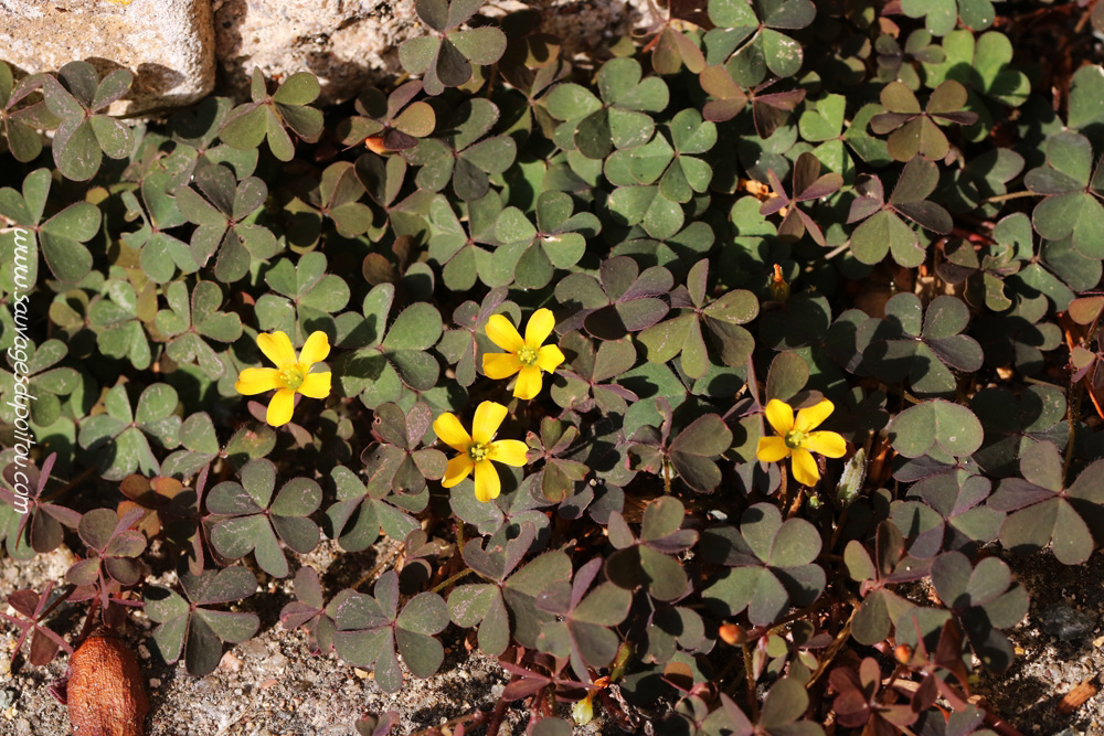 Oxalis corniculata, Oxalis corniculé, Poitiers Chilvert